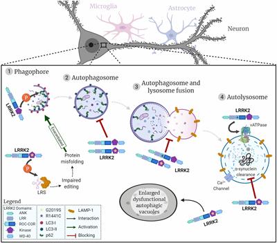 “LRRK2: Autophagy and Lysosomal Activity”